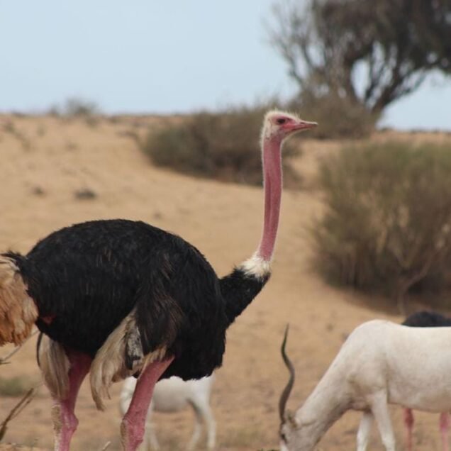 Souss Massa National Park